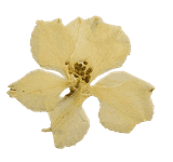 afternoon-glow-overlay